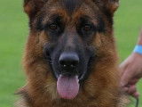 De Starke Wolfe