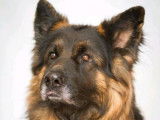 De Starke Wolfe