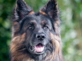 De Starke Wolfe