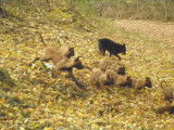 Domaine canin et félin du coustalats