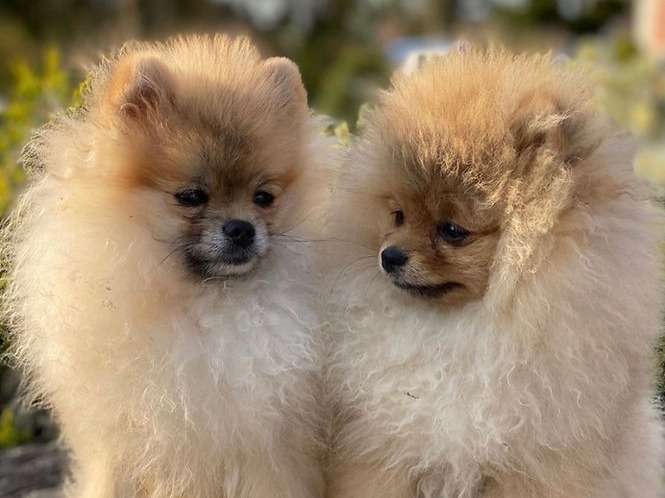 Les Minis Dogs