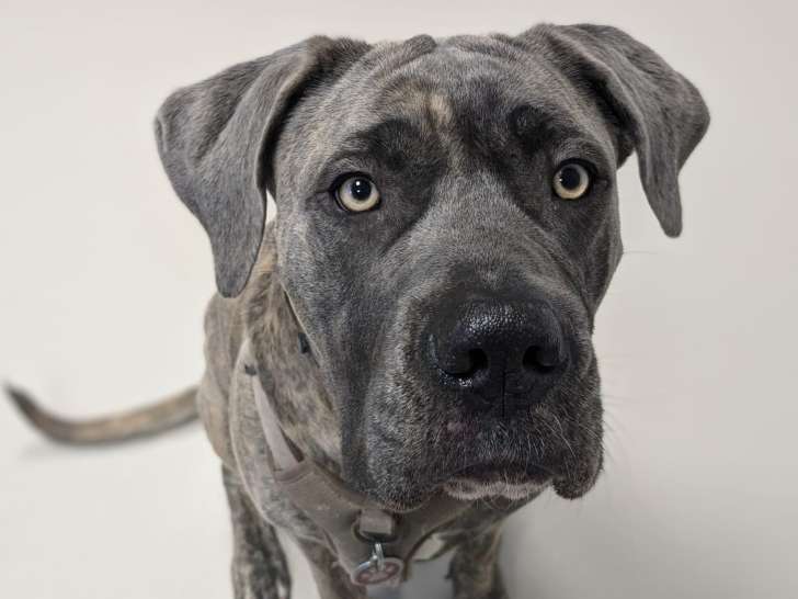 Clinique vétérinaire Vignes et Moine