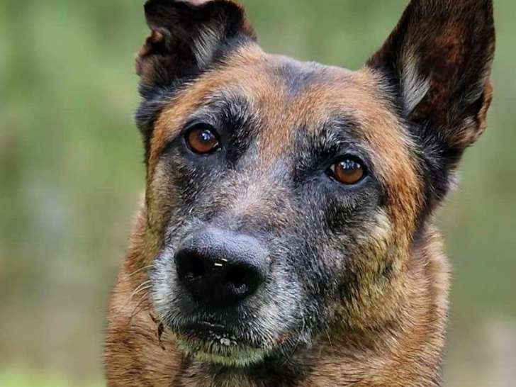 L'empreinte du chien