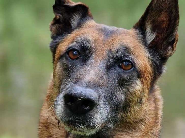 L'empreinte du chien