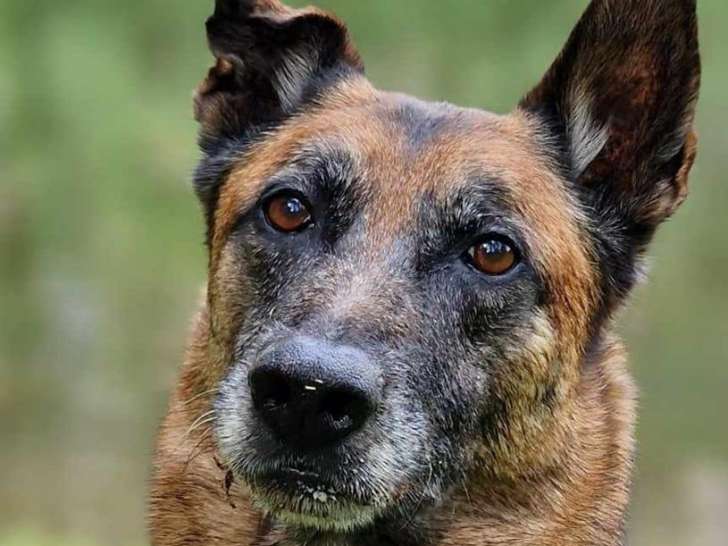 L'empreinte du chien