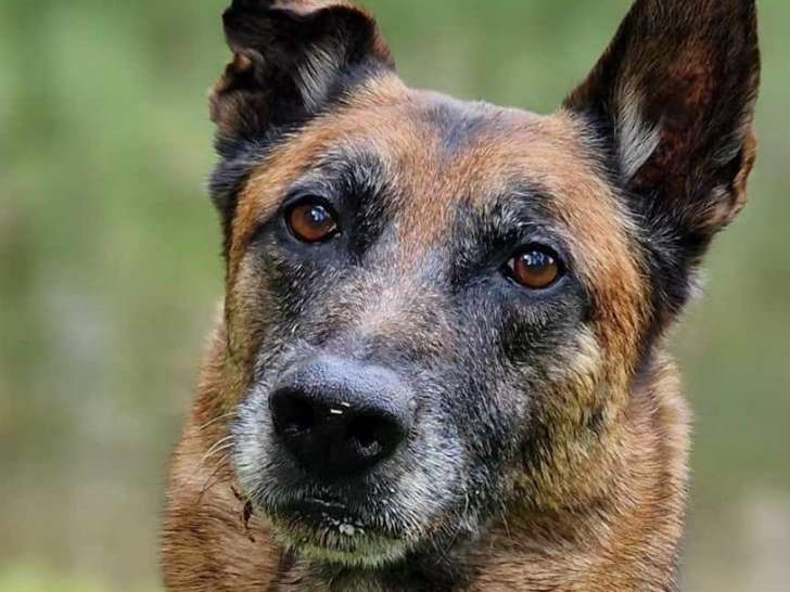 L'empreinte du chien