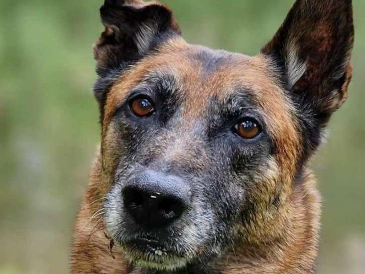 L'empreinte du chien