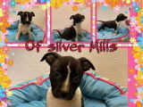 Of Silver Mills