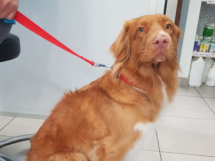 Clinique vétérinaire Hermès