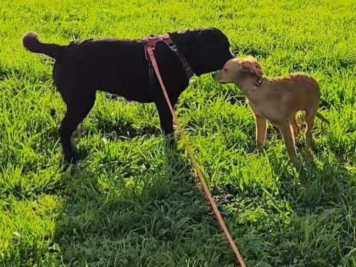 Paws Academy