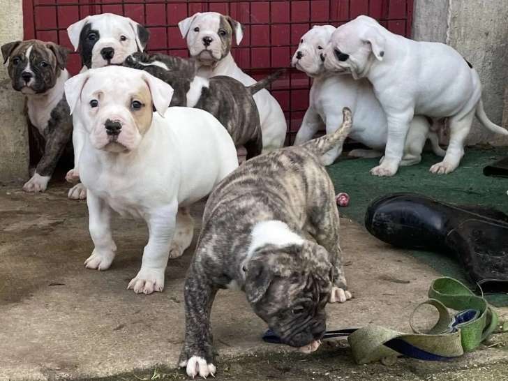 Domaine des Bully Bulls