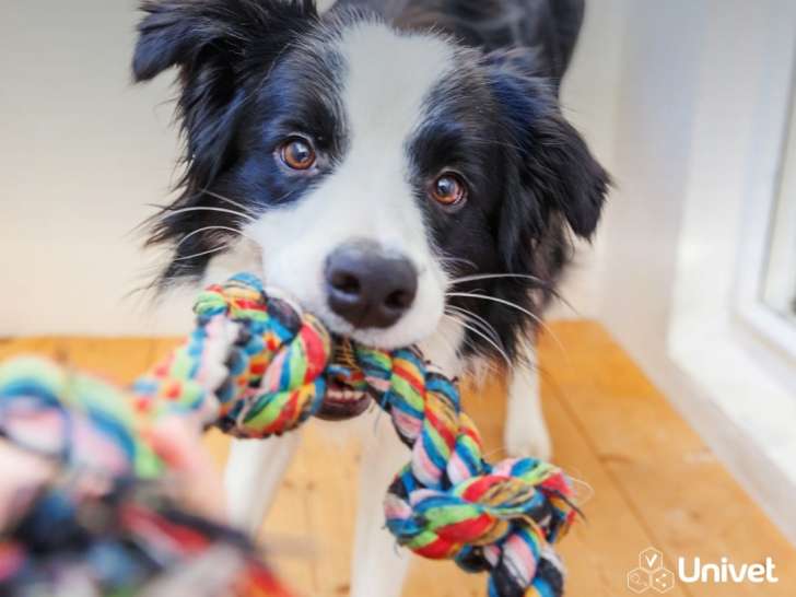 Clinique vétérinaire Univet Arles Les Remparts