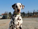 Blue Dog 58