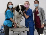 Clinique vétérinaire Vet Olympe