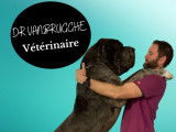 Clinique vétérinaire de la Plage