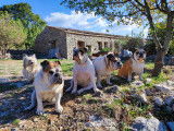 les 4 bulldogs de la maison Henriette,la grand mère,sa fille,ses deux petites filles