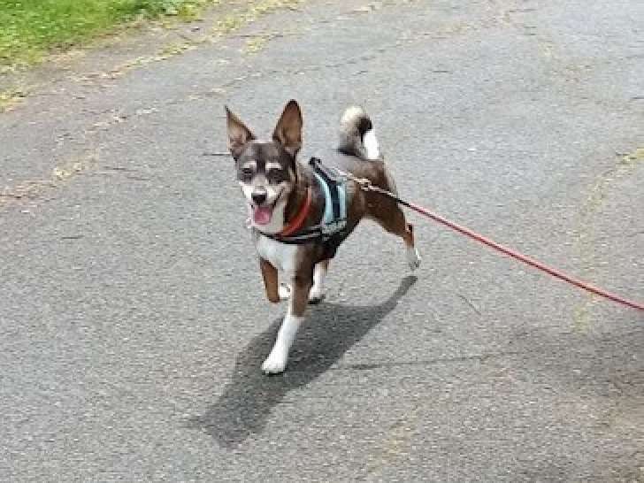 Services Canins Gipteau