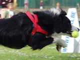 Belgische FlyBall Belge (BFB)