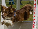 Belgische FlyBall Belge (BFB)