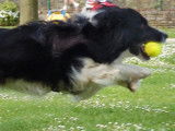 Belgische FlyBall Belge (BFB)