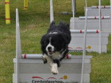 Belgische FlyBall Belge (BFB)