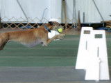 North American Flyball Association (NAFA)