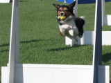 North American Flyball Association (NAFA)