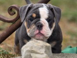 Rock my Bulls
