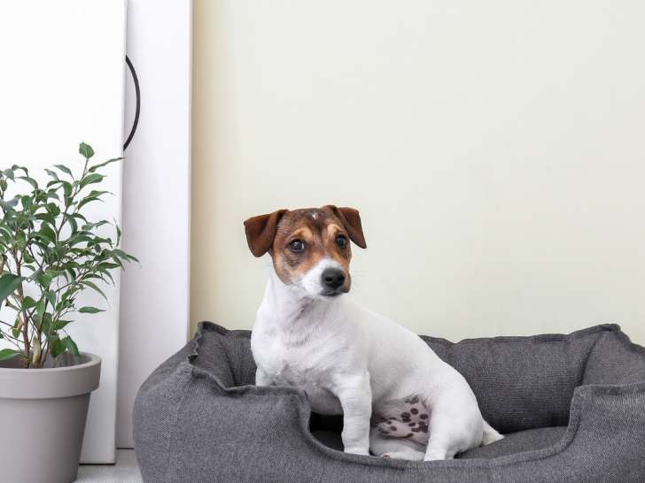 Clinique vétérinaire VetOptima