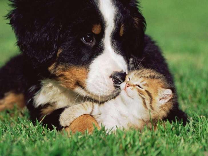 Clinique vétérinaire Fondère