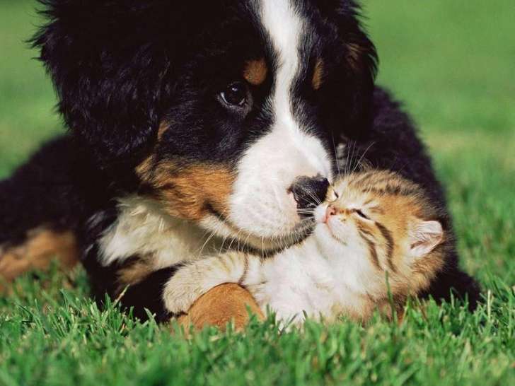 Clinique vétérinaire Fondère