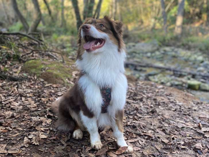 Clinique vétérinaire du Lancier