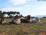 Dog Control