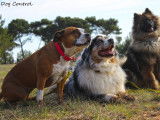 Dog Control