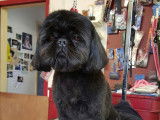 De Shih-Tzu Xia-MeÏ