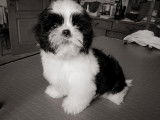 De Shih-Tzu Xia-MeÏ