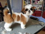 De Shih-Tzu Xia-MeÏ