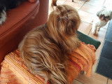 De Shih-Tzu Xia-MeÏ