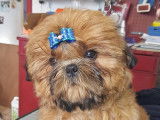 De Shih-Tzu Xia-MeÏ