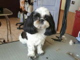 De Shih-Tzu Xia-MeÏ