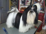 De Shih-Tzu Xia-MeÏ