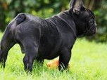 Impressive Bull