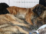 Leonberger Club Belgium