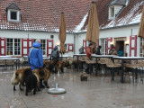 Leonberger Club Belgium