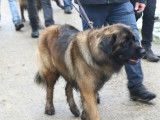 Leonberger Club Belgium