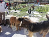 Leonberger Club Belgium