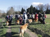 Leonberger Club Belgium