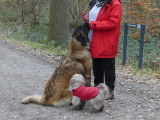 Leonberger Club Belgium