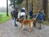Leonberger Club Belgium