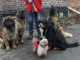 Leonberger Club Belgium